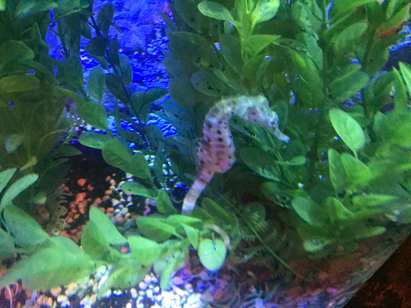 Seahorse at Sea Life Aquarium